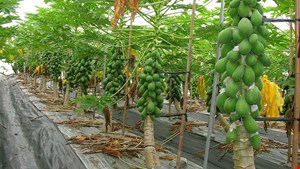 کود مخصوص درخت پاپایا