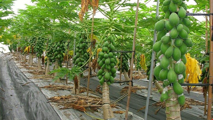 کود مخصوص درخت پاپایا