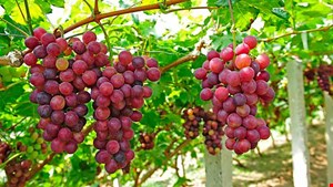 کود مخصوص درختان انگور