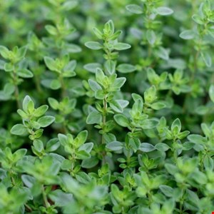محلول غذایی آویشن هیدروپونیک