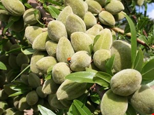 کود مخصوص درختان بادام