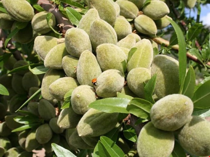 کود مخصوص درختان بادام