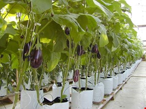 محلول غذایی بادمجان هیدروپونیک