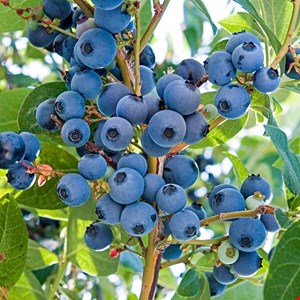 محلول غذایی بلوبری هیدروپونیک