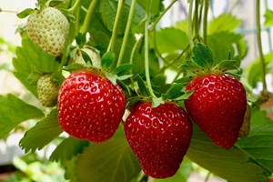 محلول غذایی هیدروپونیک توت فرنگی