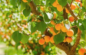 کود مخصوص درختان زرد آلو