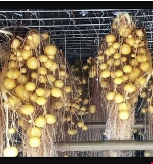 محلول غذایی سیب زمینی هیدروپونیک
