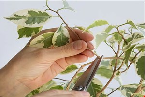 ژل هورمون ریشه زایی قلمه (رهسا کیت)