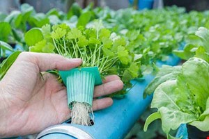 محلول غذایی هیدروپونیک پایه جانسون