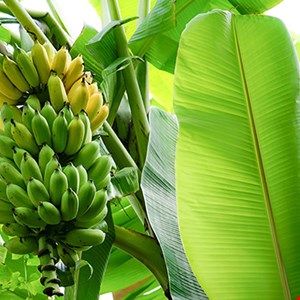 کود کامل موز مدل قطره چکان حجم 120 میلی لیتر