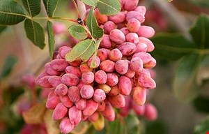 کود مخصوص درختان پسته