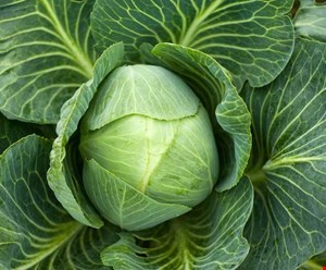 محلول غذایی کلم معمولی هیدروپونیک
