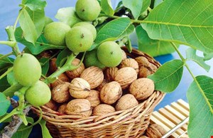 کود مخصوص درختان گردو