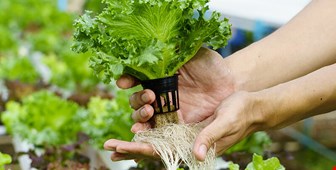 اشنایی با کشت هیدروپونیک (کشت بدون خاک)