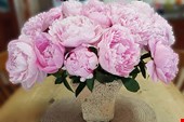 گلهای شاخه بریده